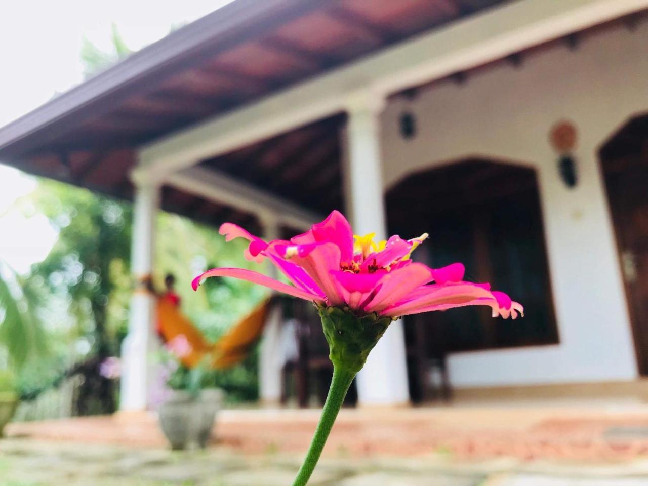 Kawshan Home Stay Dikwella Exteriör bild